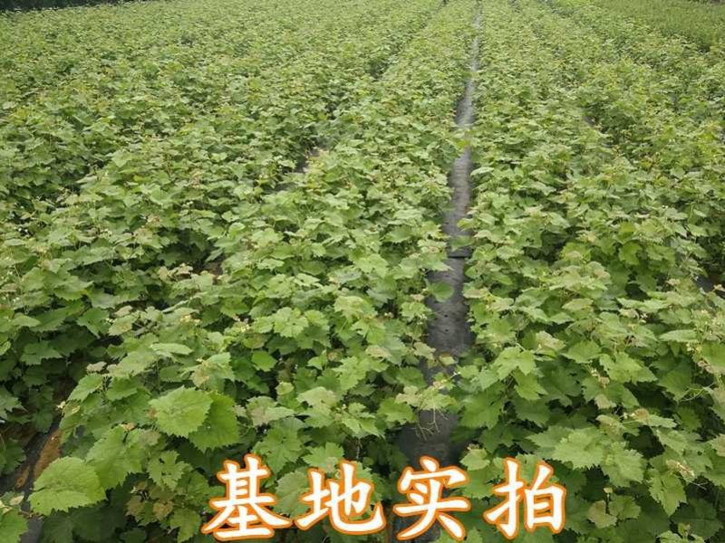 美人指葡萄苗基地直销包品种包邮现挖现发