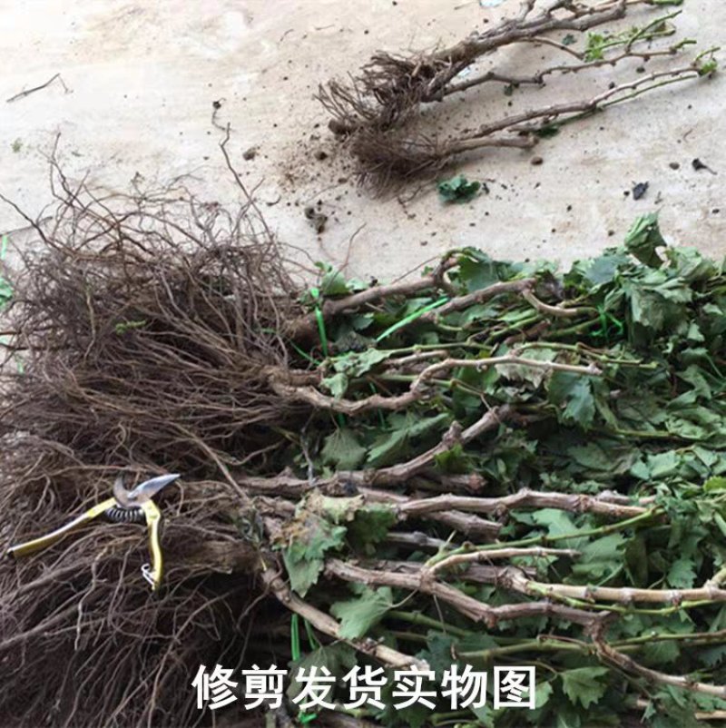 美人指葡萄苗基地直销包品种包邮现挖现发