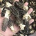 羊肚菌
