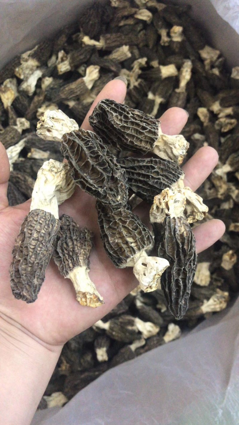 羊肚菌