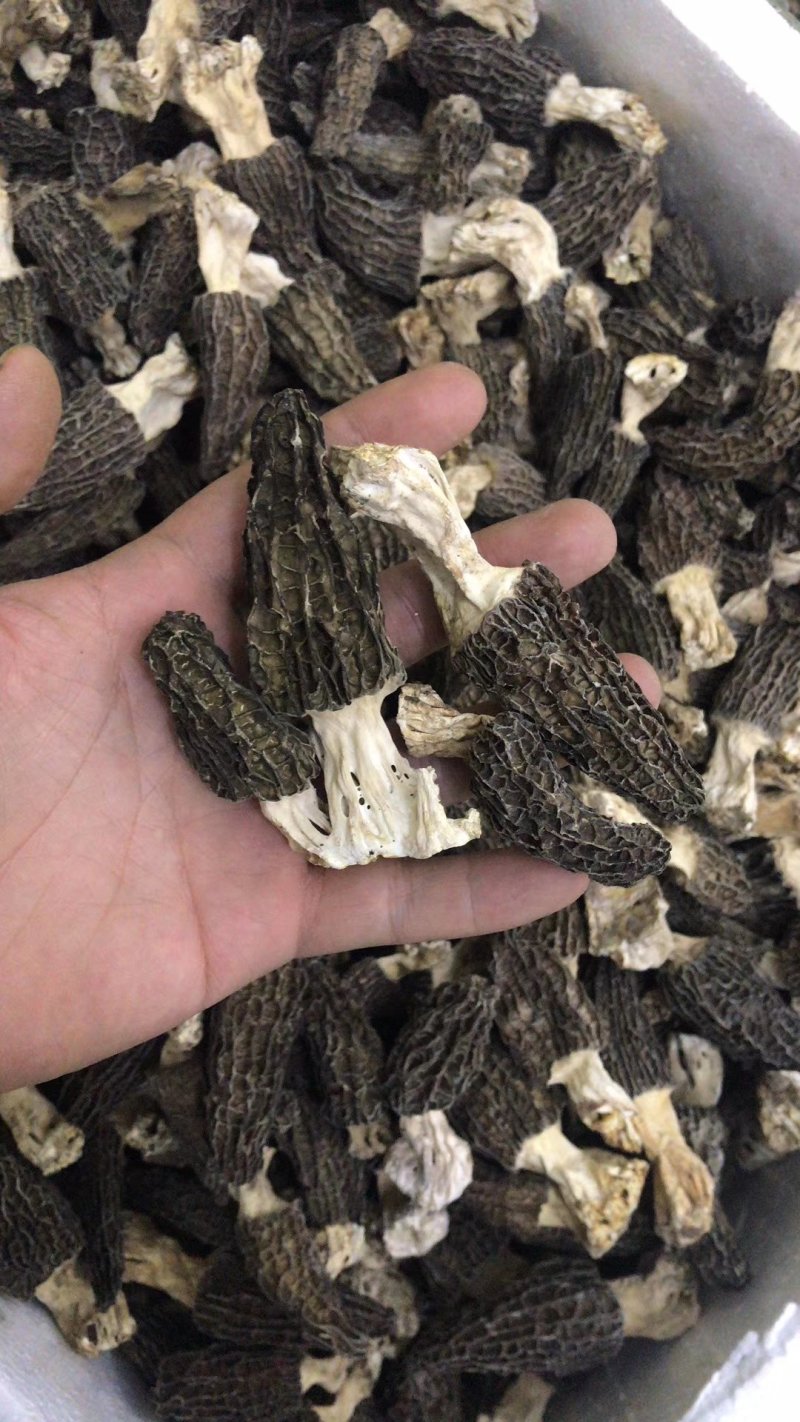 羊肚菌