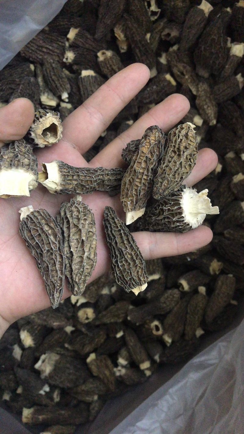 羊肚菌