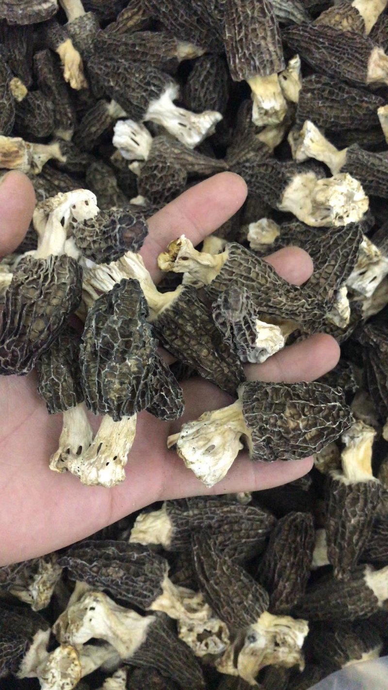 羊肚菌