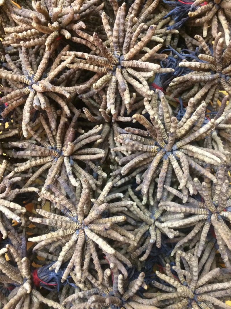 冬虫夏草