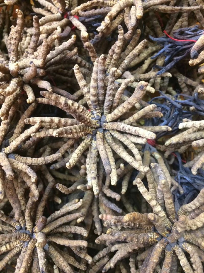 冬虫夏草
