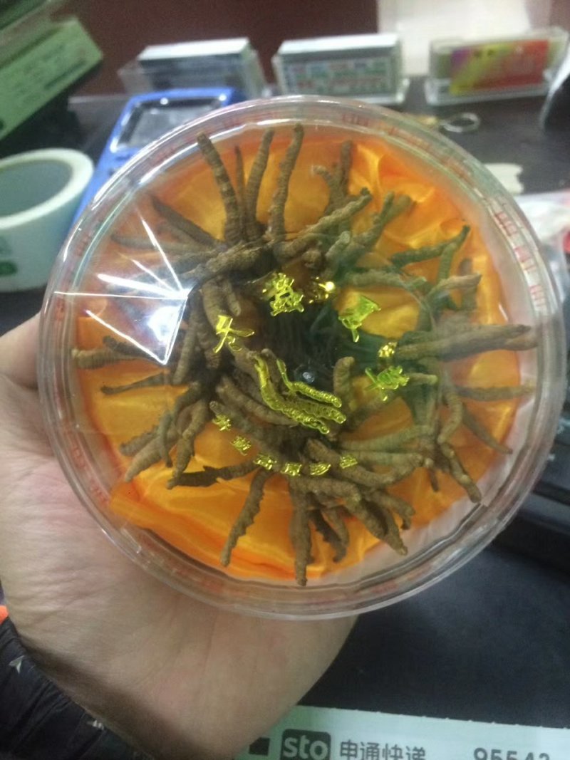 冬虫夏草