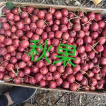河北铁山楂秋果老北京糖葫芦专用品种，甜口，不化糖，不褪