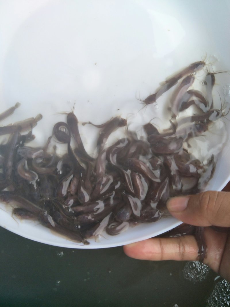 土塘鲺苗塘角鱼鱼胡子鲶滑哥量大可免费送货上门