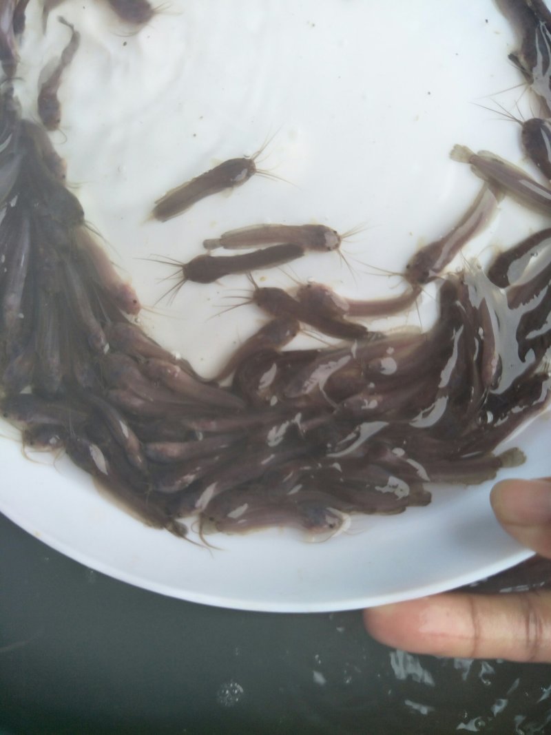 土塘鲺苗塘角鱼鱼胡子鲶滑哥量大可免费送货上门