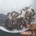 土塘鲺苗塘角鱼鱼胡子鲶滑哥量大可免费送货上门