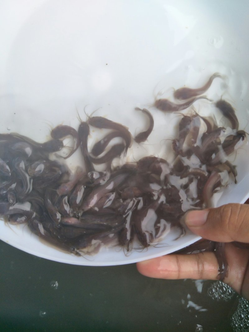 土塘鲺苗塘角鱼鱼胡子鲶滑哥量大可免费送货上门