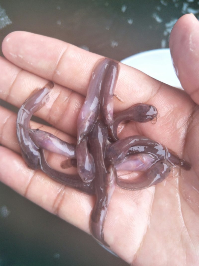 土塘鲺苗塘角鱼鱼胡子鲶滑哥量大可免费送货上门