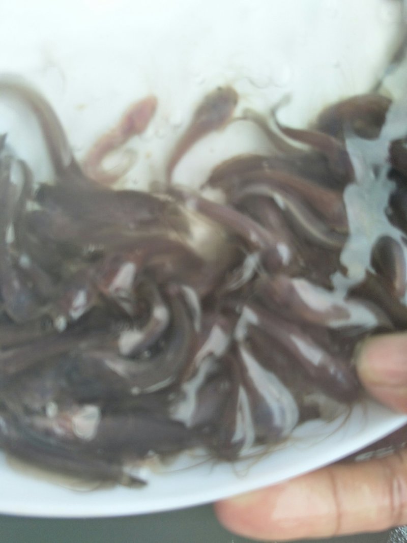 土塘鲺苗塘角鱼鱼胡子鲶滑哥量大可免费送货上门