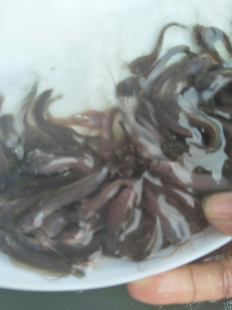 土塘鲺苗塘角鱼鱼胡子鲶滑哥量大可免费送货上门