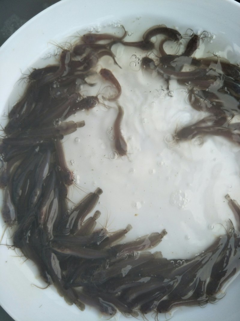 土塘鲺苗塘角鱼鱼胡子鲶滑哥量大可免费送货上门