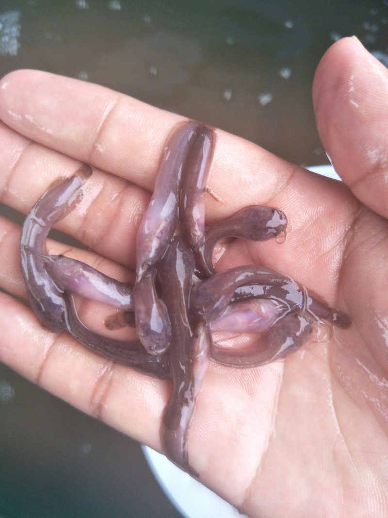 土塘鲺苗塘角鱼鱼胡子鲶滑哥量大可免费送货上门