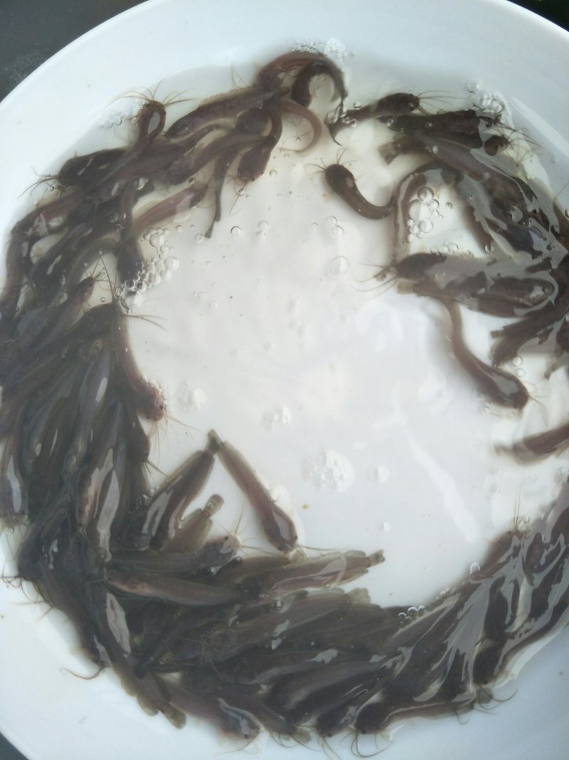 土塘鲺苗塘角鱼鱼胡子鲶滑哥量大可免费送货上门