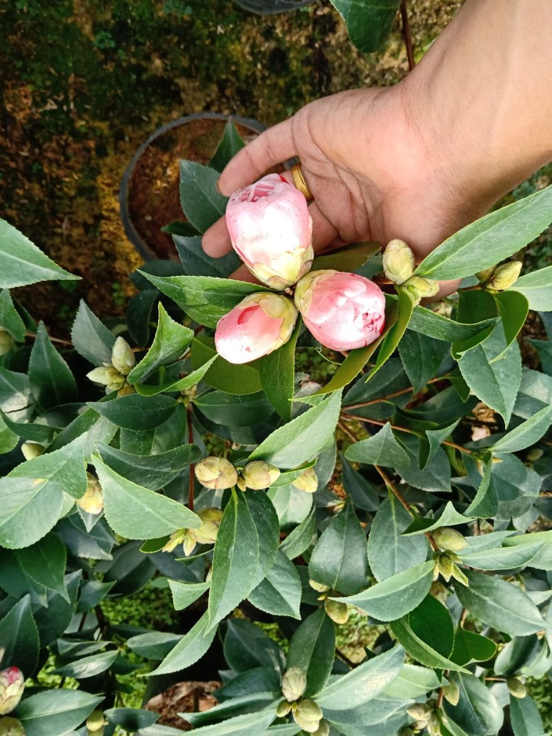 时尚品种茶花:品种茶花之一，精品带苞五色赤丹茶花