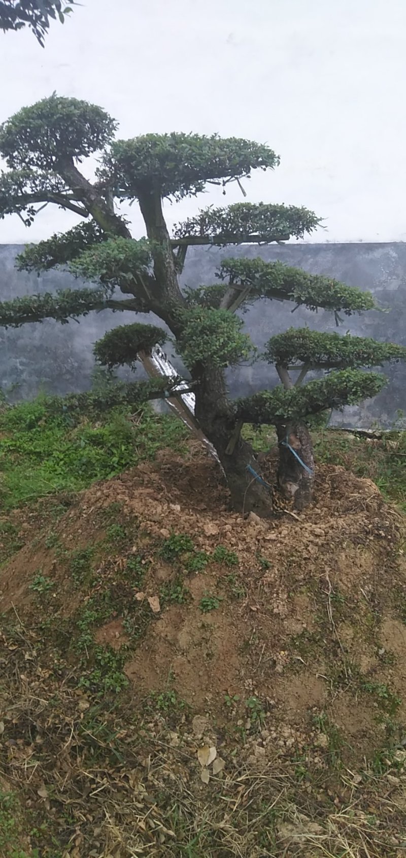 榆树