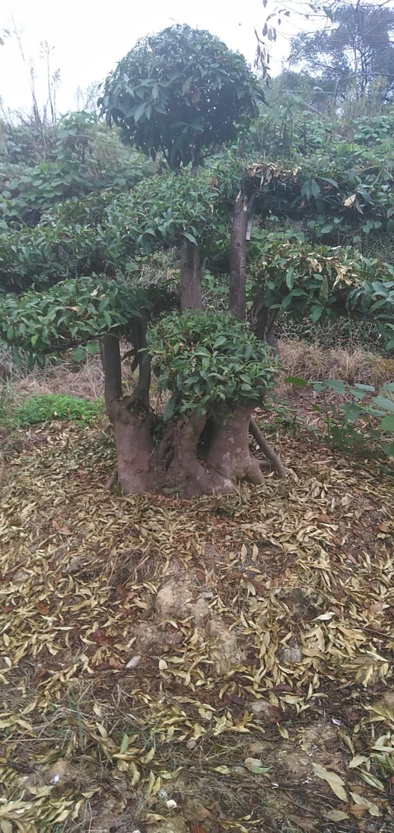 榆树