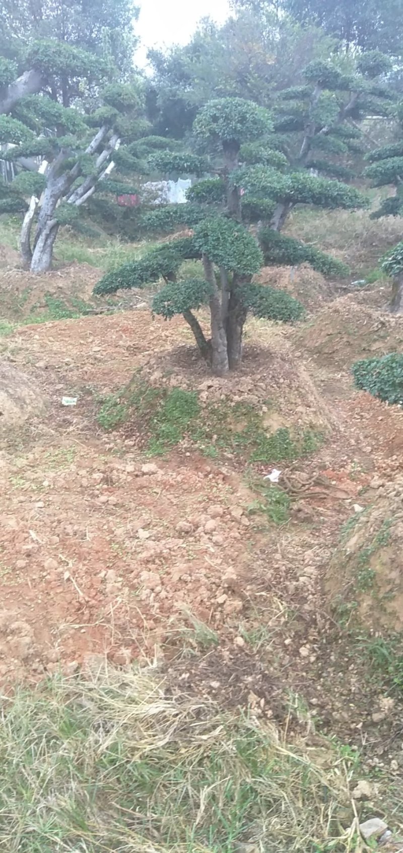 榆树