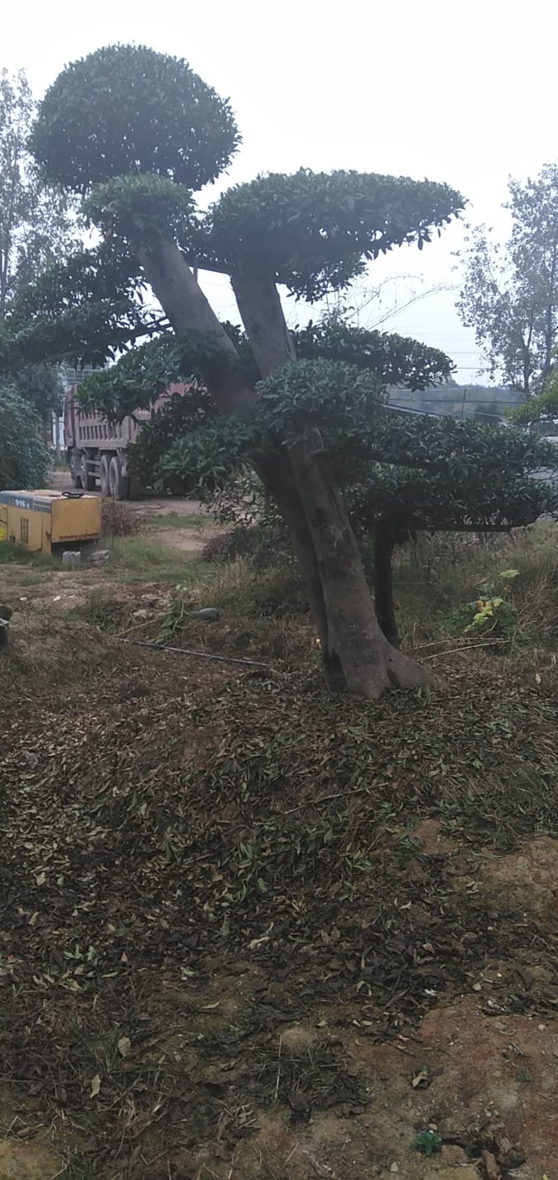 榆树