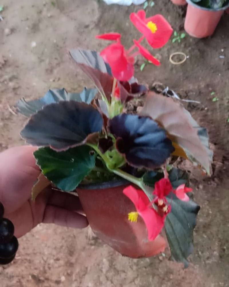 优质四季海棠（红叶绿叶都有）基地直发可视频看货量大价优