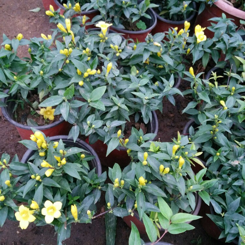 法国香水藤爬藤植物盆栽苗香水茉莉耐寒带土发货秋冬开花