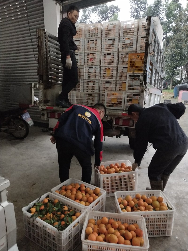 爱媛产地一手货源全国供货高中低各等级优质果品
