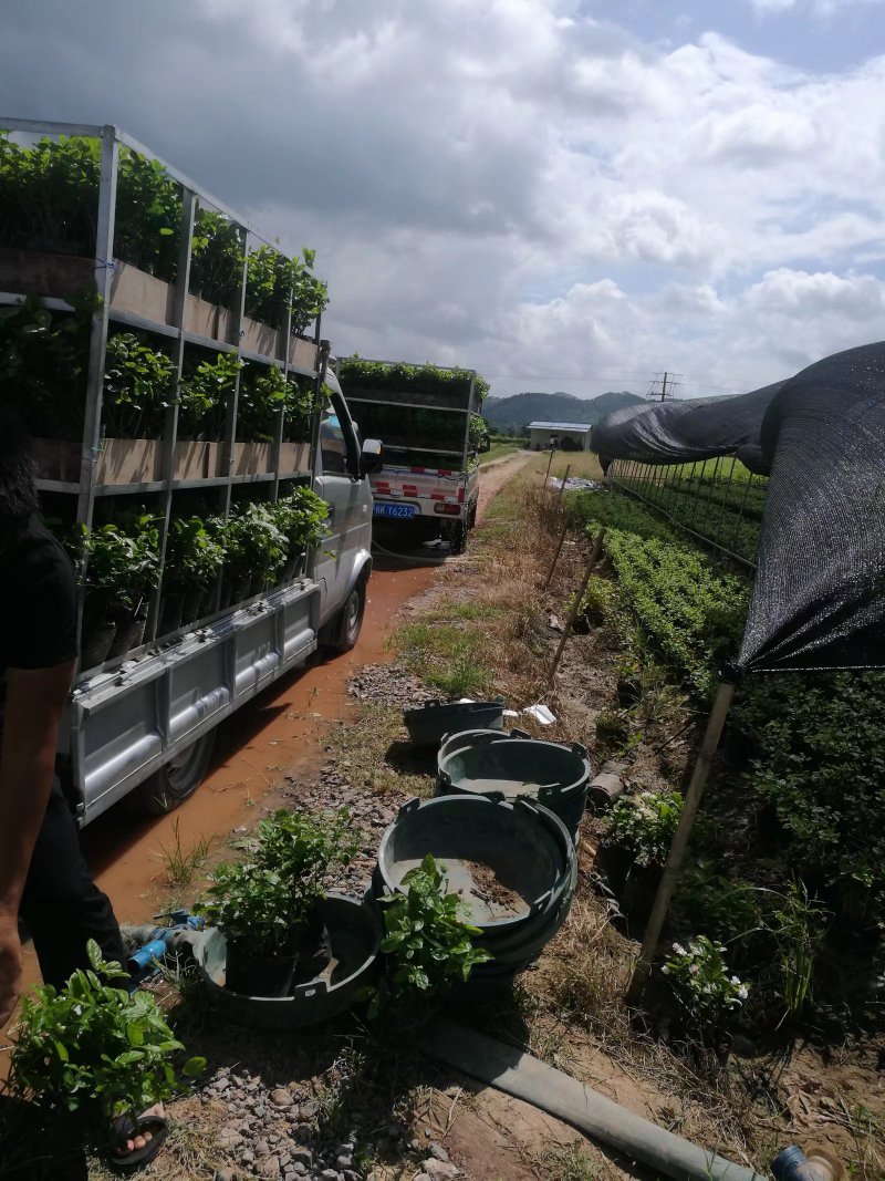 黑色杯盆栽茉莉花苗半成品批发可用于盆景工程苗庭院阳台