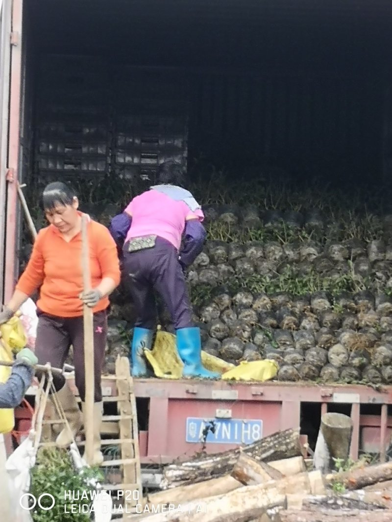 黑色杯盆栽茉莉花苗半成品批发可用于盆景工程苗庭院阳台