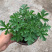 驱蚊草植物清香胡椒木盆栽室内好养净化空气绿植九里香千里眼