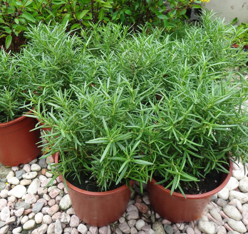 迷迭香食用迷迭香盆栽苗食用香草盆栽花卉植物驱蚊花草