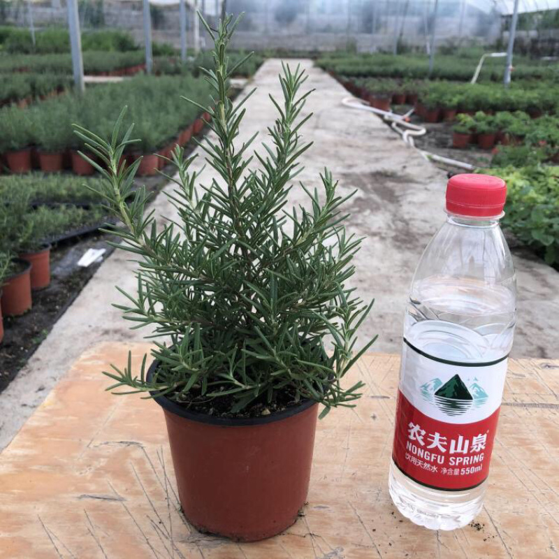 迷迭香食用迷迭香盆栽苗食用香草盆栽花卉植物驱蚊花草