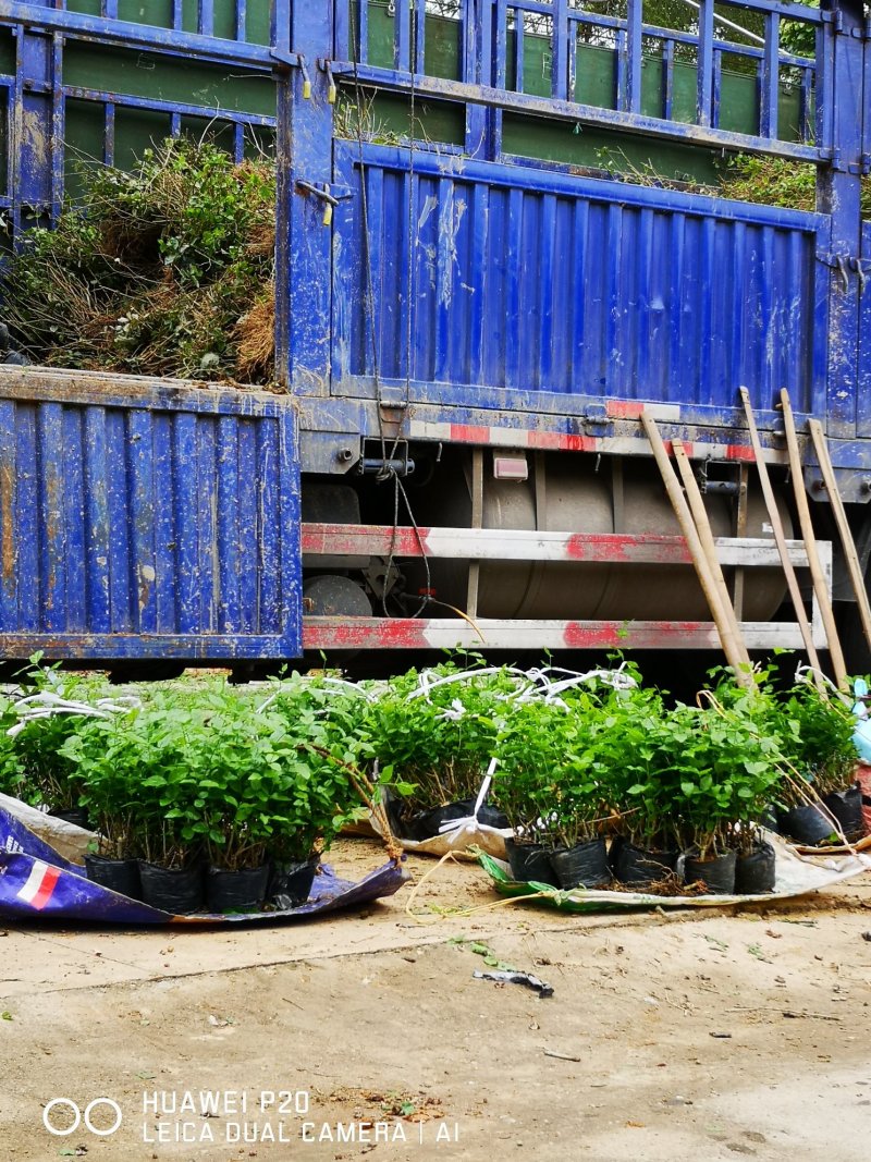 【爆品】包邮2年茉莉花苗春季半成品白色双瓣园林绿化工程苗