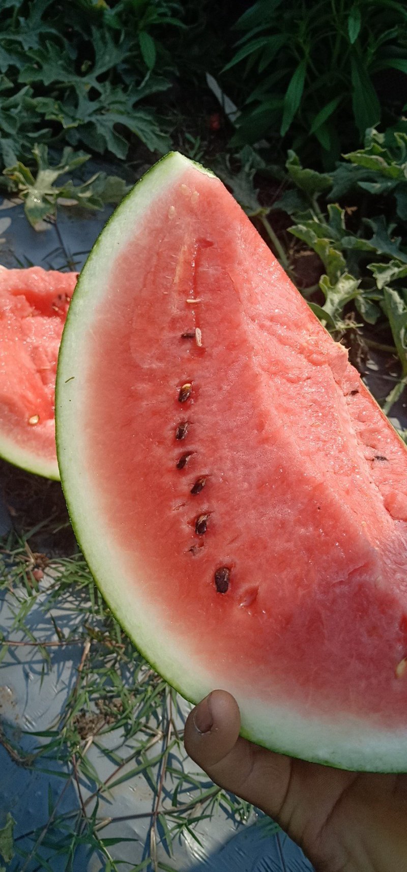 缅甸西瓜
