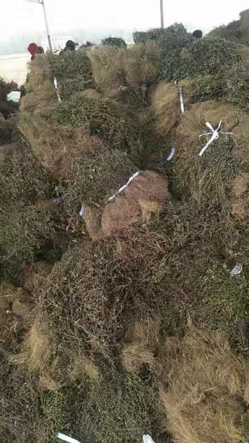 带根半枝莲
