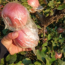 河北沧州的红富士苹果