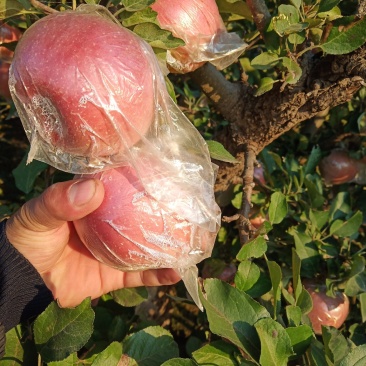 河北沧州的红富士苹果