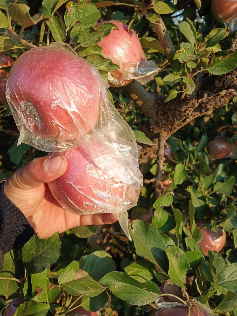 河北沧州的红富士苹果