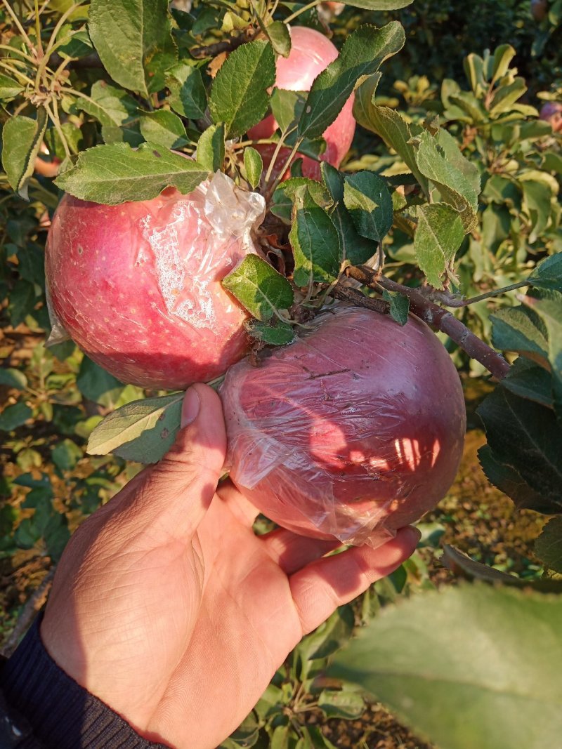 河北沧州的红富士苹果