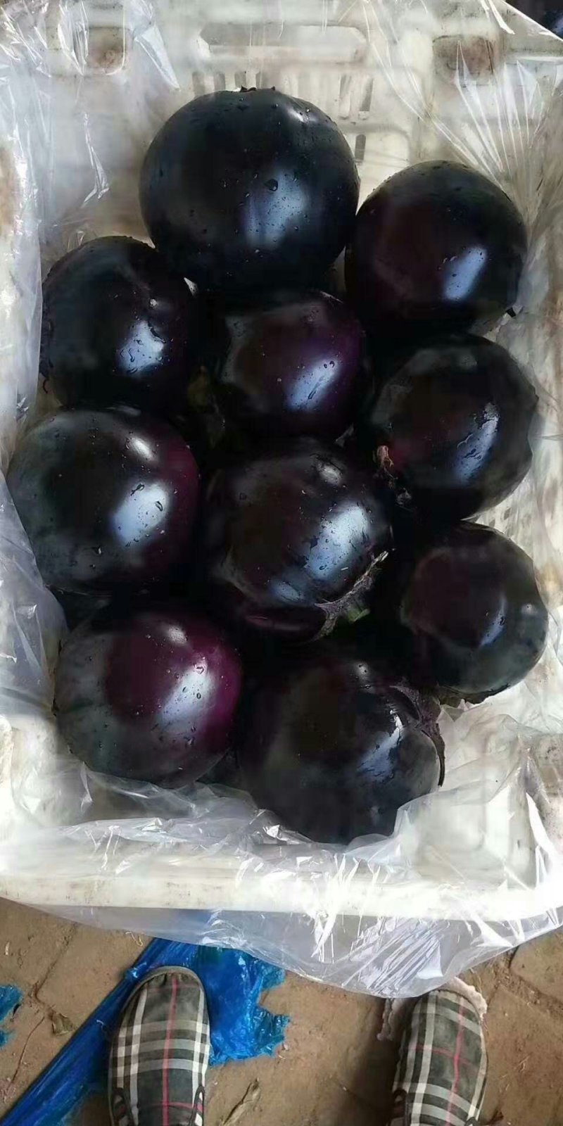 河北圆茄，急售，颜色鲜亮产地一手.诚信直发.电商批发商