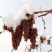 【有好货】冰葡萄苗北冰红葡萄苗冬天不下架葡萄苗