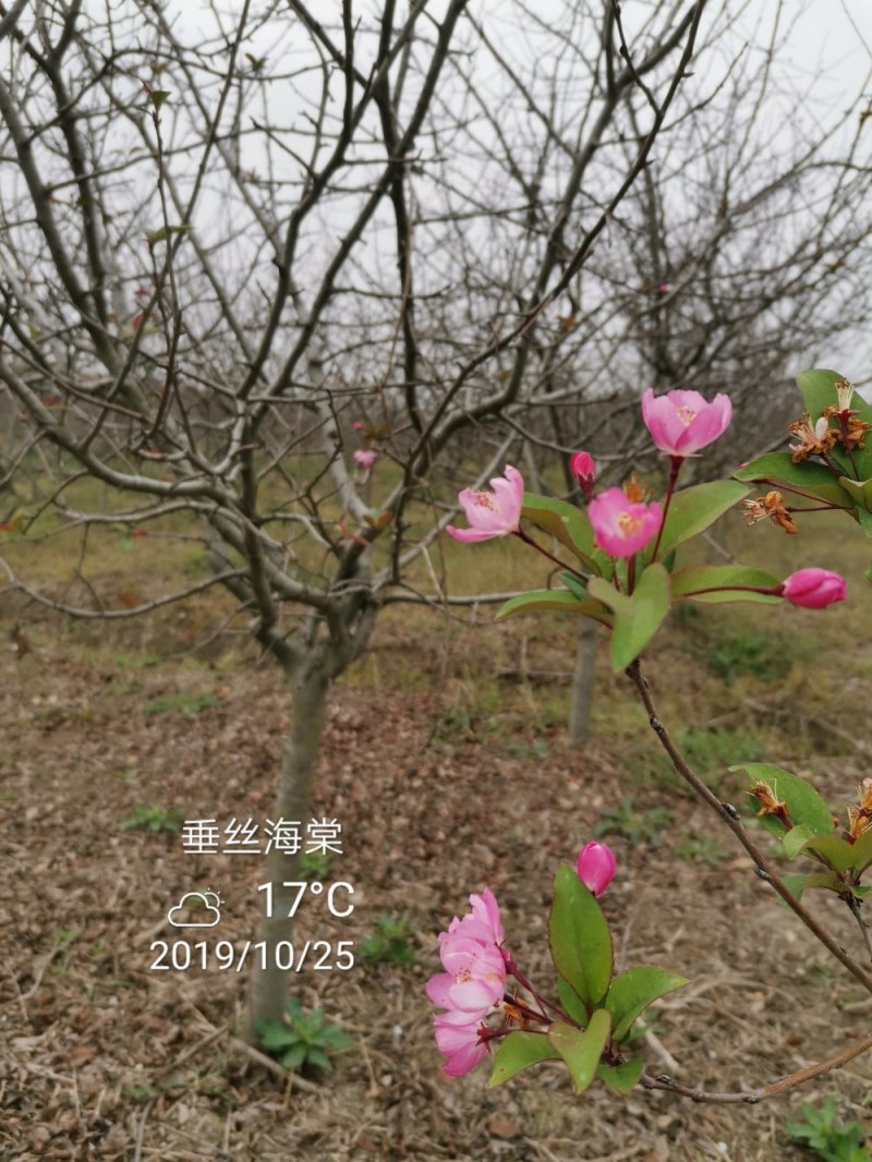 苗圃大量供应小叶垂丝海棠7公分装车价380海棠