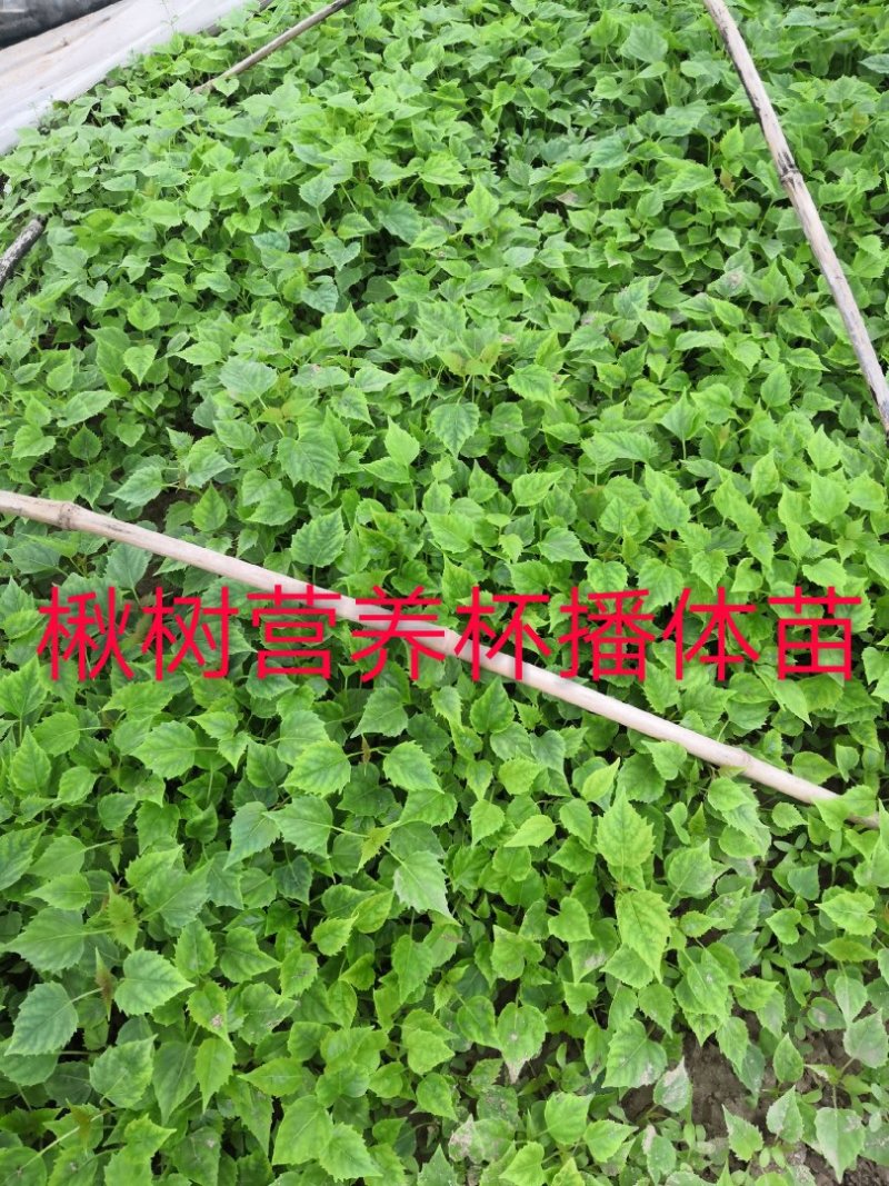 楸树苗，楸树营养播体杯苗，楸树根苗，大量供应