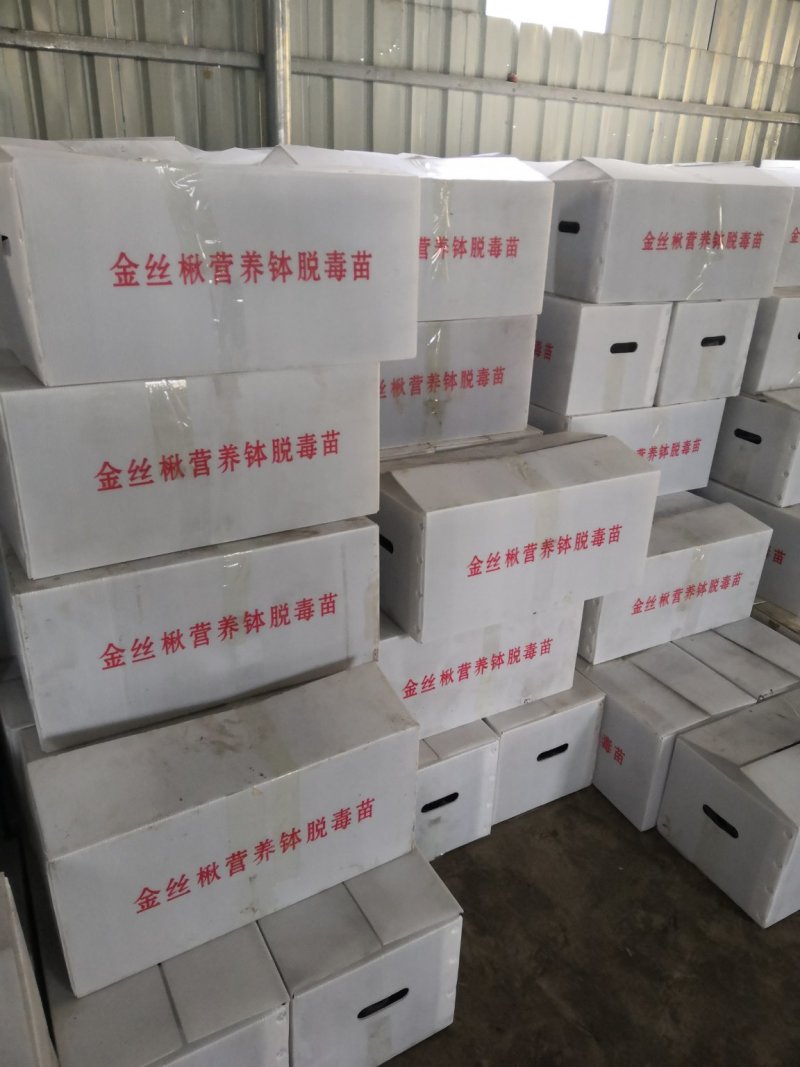 楸树苗，楸树营养播体杯苗，楸树根苗，大量供应