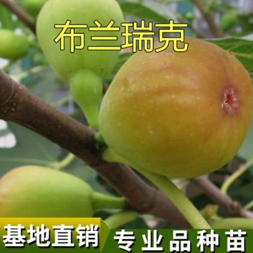 布兰瑞克无花果苗当年结果包品种现挖现卖