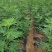 布兰瑞克无花果苗当年结果包品种现挖现卖