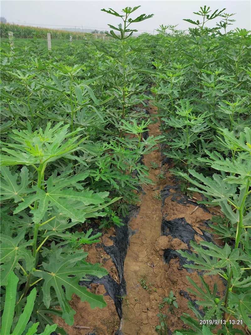 布兰瑞克无花果苗当年结果包品种现挖现卖