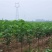 布兰瑞克无花果苗当年结果包品种现挖现卖